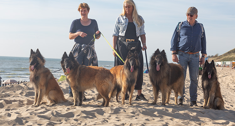Wandeling Zoutelanden